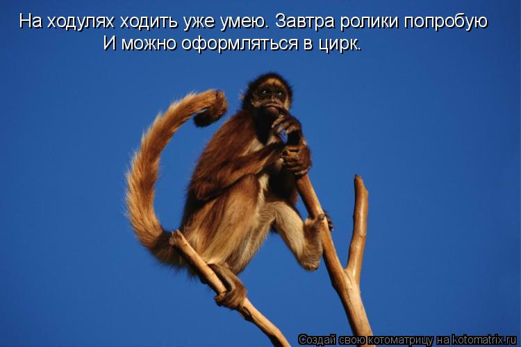 На ходулях ходить уже умею. Завтра ролики попробую И можно оформляться в цирк.... Котоматрица: На ходулях ходить уже умею. Завтра ролики попробую И можно оформляться в цирк.