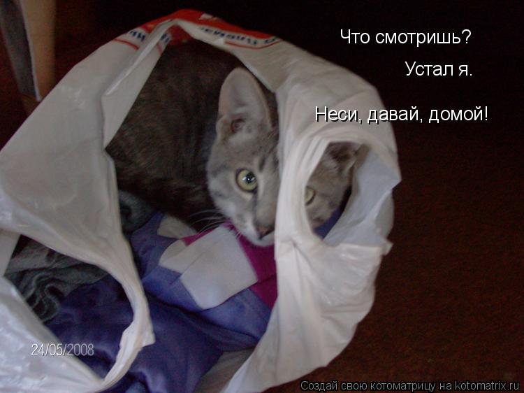 Что смотришь? Устал я. Неси, давай, домой!... Котоматрица: Что смотришь? Устал я. Неси, давай, домой!