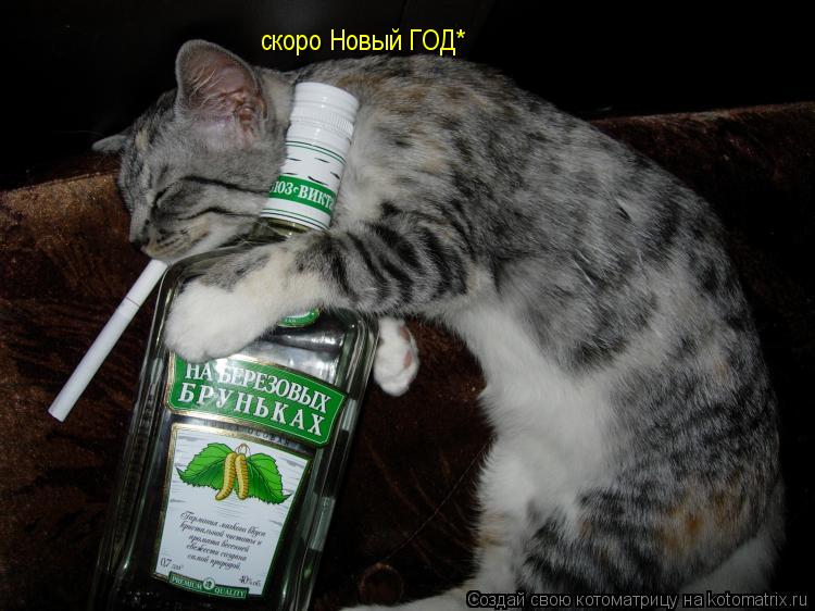 скоро Новый ГОД*... Котоматрица: скоро Новый ГОД*