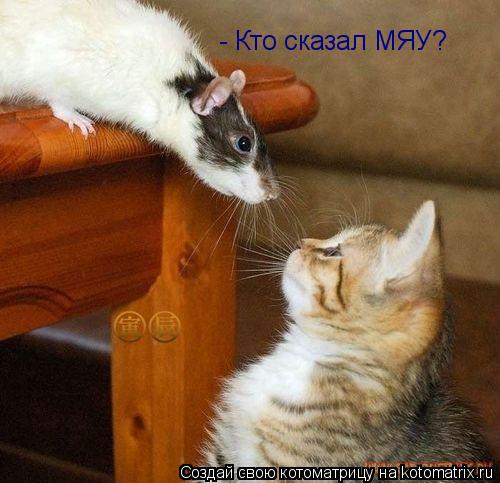 - Кто сказал МЯУ?... Котоматрица: - Кто сказал МЯУ?
