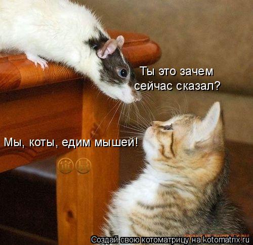 Котоматрица: Мы, коты, едим мышей! Ты это зачем  сейчас сказал?