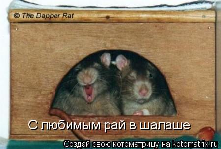 С любимым рай в шалаше... Котоматрица: С любимым рай в шалаше