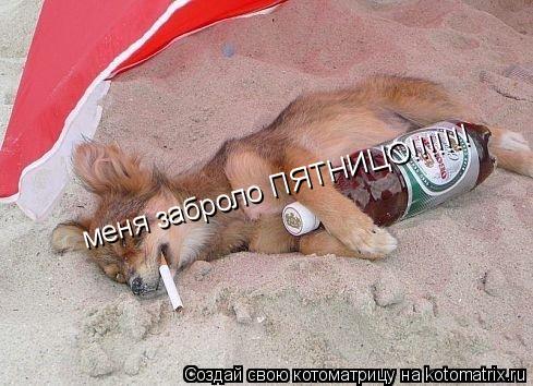 меня заброло ПЯТНИЦО!!!!!!!... Котоматрица: меня заброло ПЯТНИЦО!!!!!!!