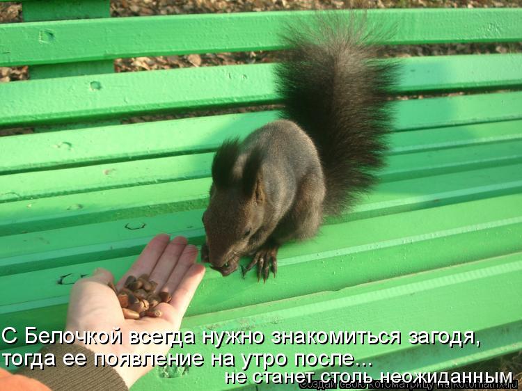 С Белочкой всегда нужно знакомиться загодя, тогда ее появление на утро после... не станет столь неож... Котоматрица: С Белочкой всегда нужно знакомиться загодя, тогда ее появление на утро после... не станет столь неожиданным