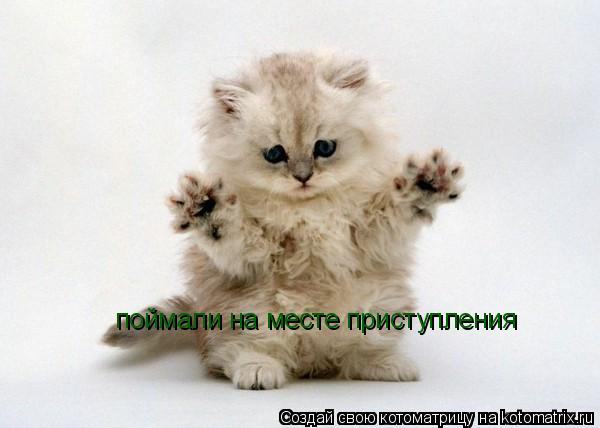поймали на месте приступления... Котоматрица: поймали на месте приступления