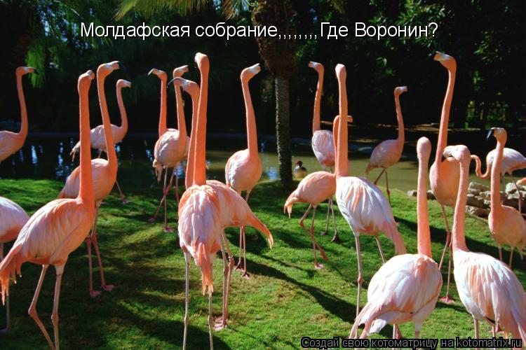 Молдафская собрание,,,,,,,,Где Воронин?... Котоматрица: Молдафская собрание,,,,,,,,Где Воронин?