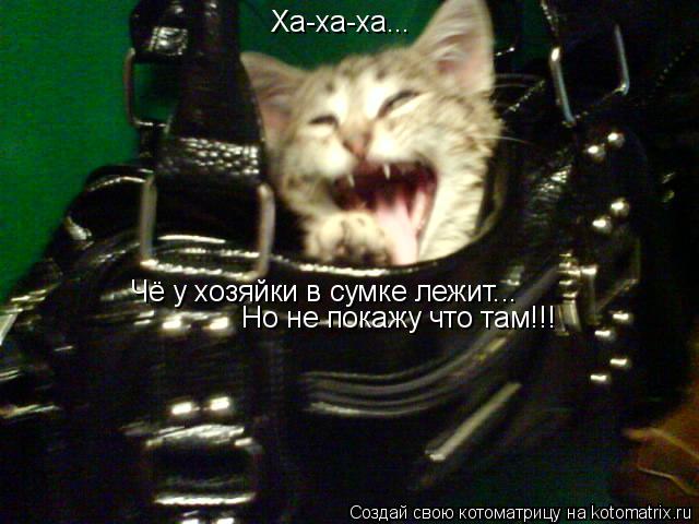 Ха-ха-ха... Чё у хозяйки в сумке лежит... Но не покажу что там!!!... Котоматрица: Ха-ха-ха... Чё у хозяйки в сумке лежит... Но не покажу что там!!!