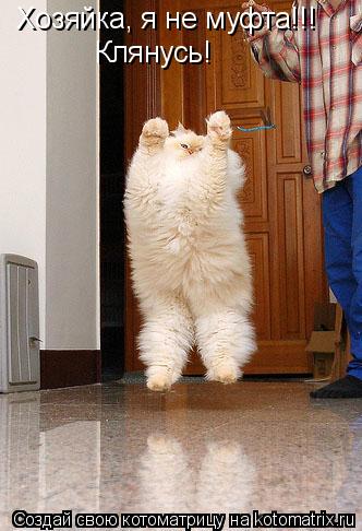 Хозяйка, я не муфта!!! Клянусь!... Котоматрица: Хозяйка, я не муфта!!! Клянусь!