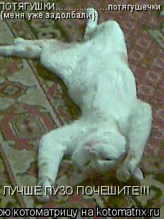 ПОТЯГУШКИ....................потягушечки {меня уже задолбали} ЛУЧШЕ ПУЗО ПОЧЕШИТЕ!!!... Котоматрица: ПОТЯГУШКИ....................потягушечки {меня уже задолбали} ЛУЧШЕ ПУЗО ПОЧЕШИТЕ!!!