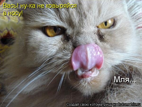 Вась! ну-ка не ковыряйся в носу! Мля...... Котоматрица: Вась! ну-ка не ковыряйся в носу! Мля...