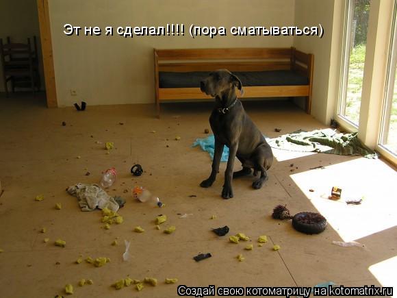 Эт не я сделал!!!! (пора сматываться)... Котоматрица: Эт не я сделал!!!! (пора сматываться)