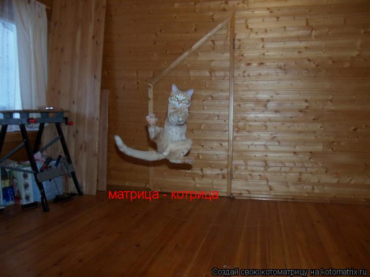 матрица - котрица... Котоматрица: матрица - котрица