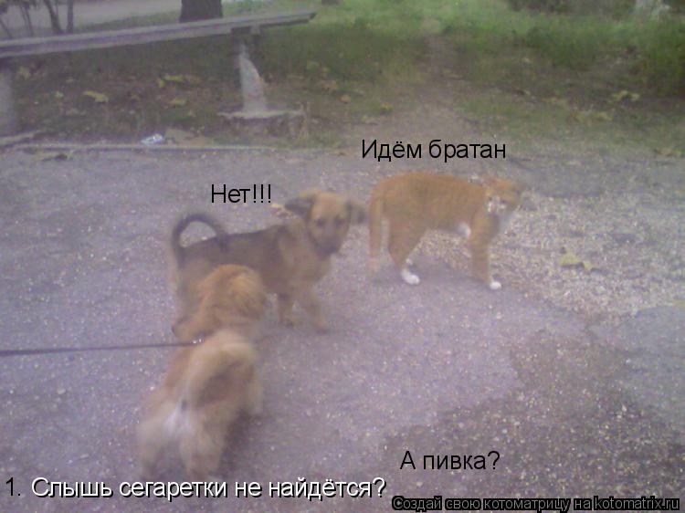 Слышь сегаретки не найдётся? Нет!!! А пивка? Идём братан 1.... Котоматрица: Слышь сегаретки не найдётся? Нет!!! А пивка? Идём братан 1.
