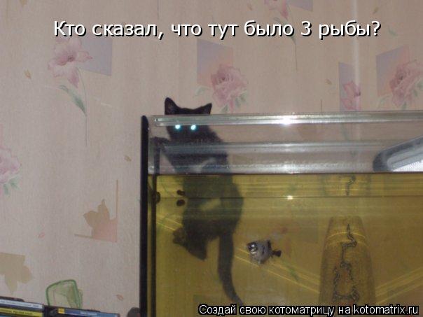 Кто сказал, что тут было 3 рыбы?... Котоматрица: Кто сказал, что тут было 3 рыбы?