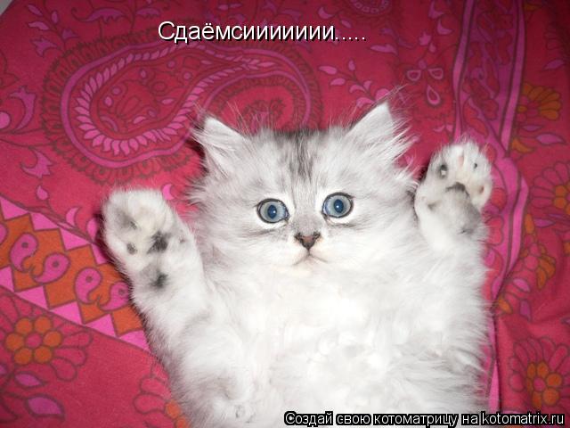 Сдаёмсиииииии........ Котоматрица: Сдаёмсиииииии.....
