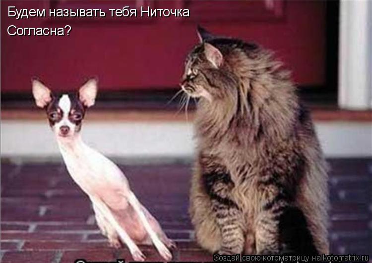 Будем называть тебя Ниточка Согласна?... Котоматрица: Будем называть тебя Ниточка Согласна?