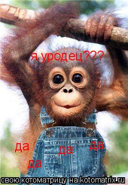 я уродец??? да да да да... Котоматрица: я уродец??? да да да да