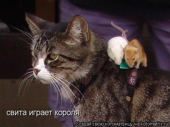 свита играет короля... Котоматрица: свита играет короля