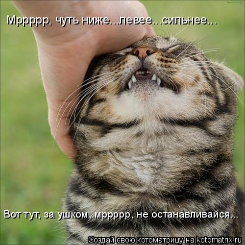 Мррррр, чуть ниже...левее...сильнее... Вот тут, за ушком, мррррр, не останавливайся...... Котоматрица: Мррррр, чуть ниже...левее...сильнее... Вот тут, за ушком, мррррр, не останавливайся...