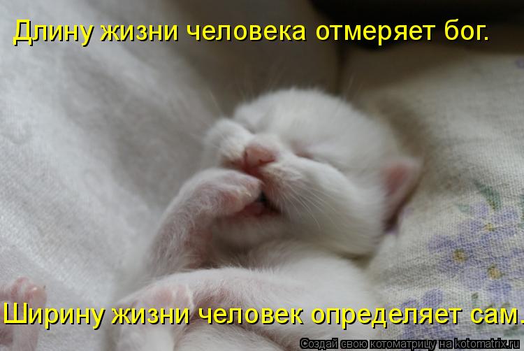 Длину жизни человека отмеряет бог. Ширину жизни человек определяет сам.... Котоматрица: Длину жизни человека отмеряет бог. Ширину жизни человек определяет сам.