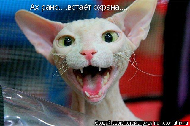 Ах рано....встаёт охрана........ Котоматрица: Ах рано....встаёт охрана.....