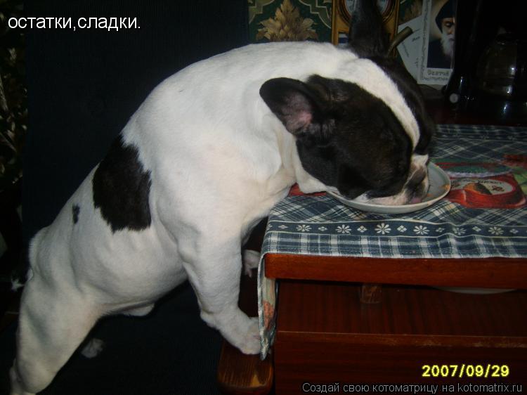остатки,сладки.... Котоматрица: остатки,сладки.