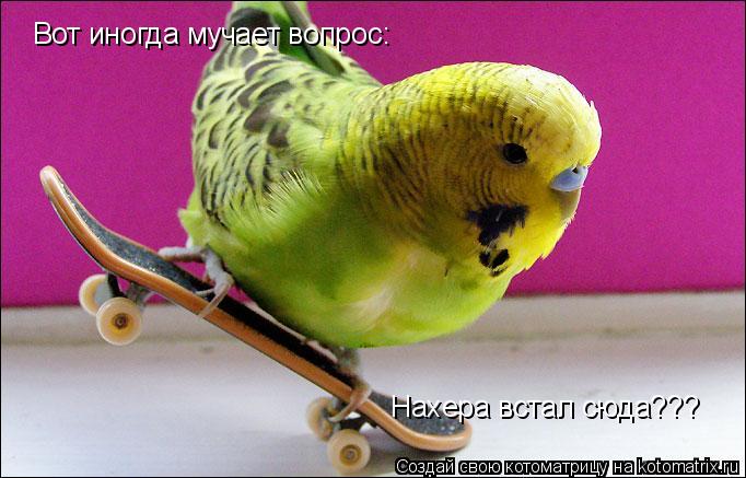 Вот иногда мучает вопрос: Нахера встал сюда???... Котоматрица: Вот иногда мучает вопрос: Нахера встал сюда???