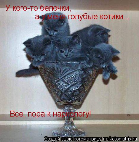 У кого-то белочки, а у меня голубые котики... Все, пора к наркологу!... Котоматрица: У кого-то белочки, а у меня голубые котики... Все, пора к наркологу!