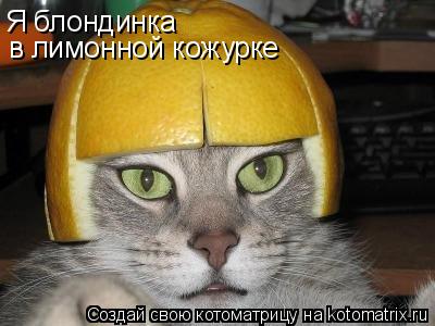 Я блондинка в лимонной кожурке... Котоматрица: Я блондинка в лимонной кожурке