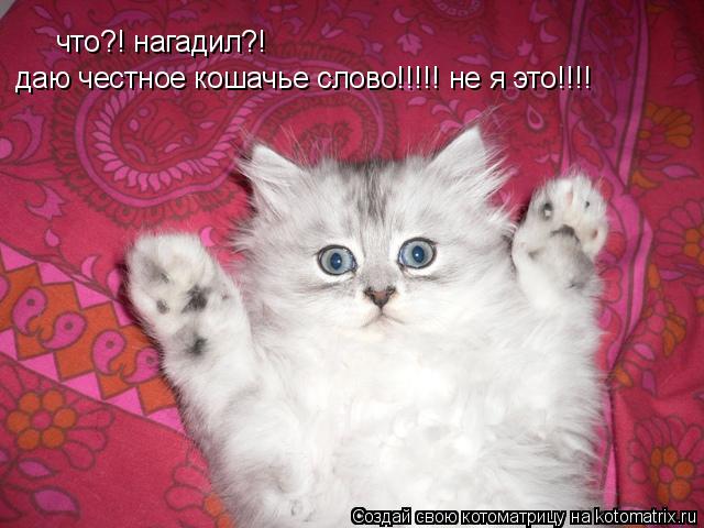 что?! нагадил?! даю честное кошачье слово!!!!! не я это!!!!... Котоматрица: что?! нагадил?! даю честное кошачье слово!!!!! не я это!!!!