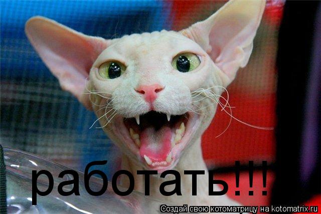 работать!!!!... Котоматрица: работать!!!!