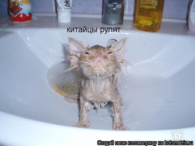 китайцы рулят... Котоматрица: китайцы рулят