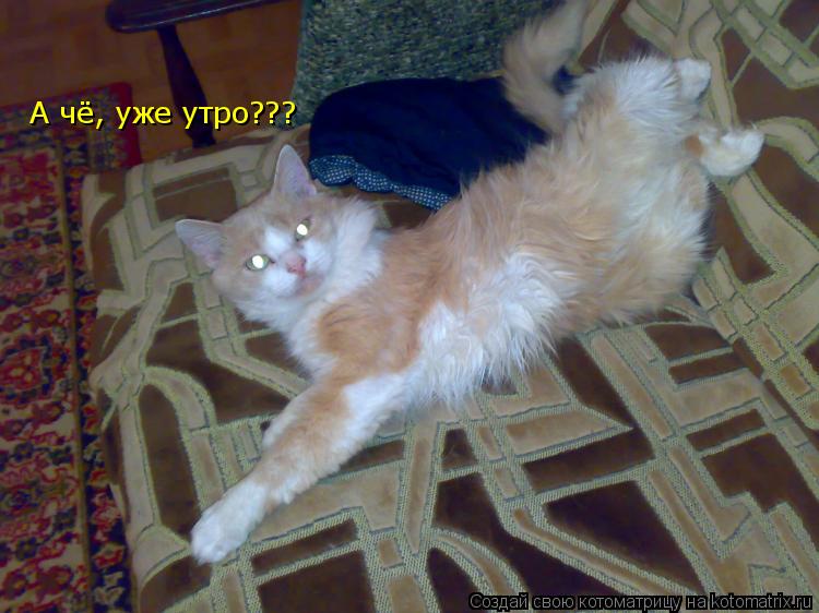 А чё, уже утро???... Котоматрица: А чё, уже утро???