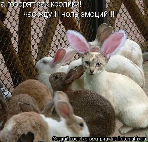 а говорят как кролики!! час жду!!! ноль эмоций!!!!... Котоматрица: а говорят как кролики!! час жду!!! ноль эмоций!!!!