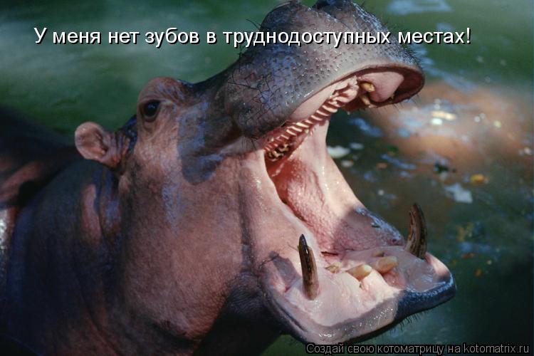 У меня нет зубов в труднодоступных местах!... Котоматрица: У меня нет зубов в труднодоступных местах!