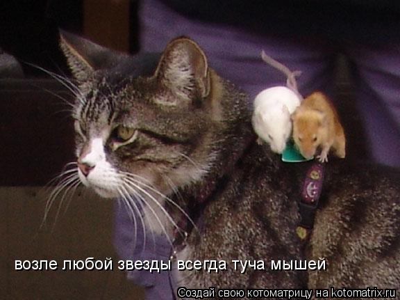 возле любой звезды всегда туча мышей... Котоматрица: возле любой звезды всегда туча мышей