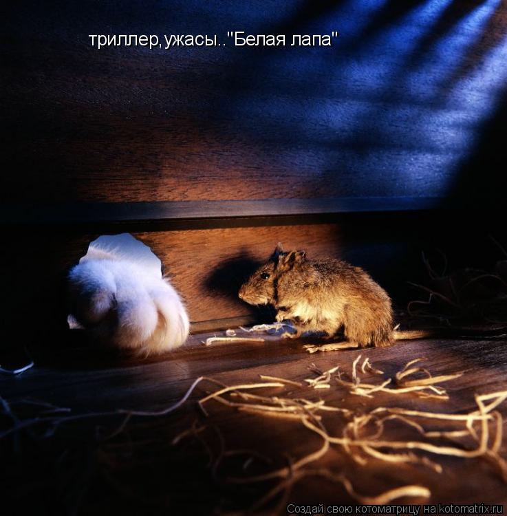 триллер,ужасы.."Белая лапа"... Котоматрица: триллер,ужасы.."Белая лапа"