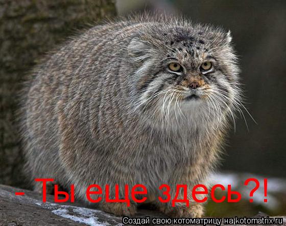 - Ты еще здесь?!... Котоматрица: - Ты еще здесь?!