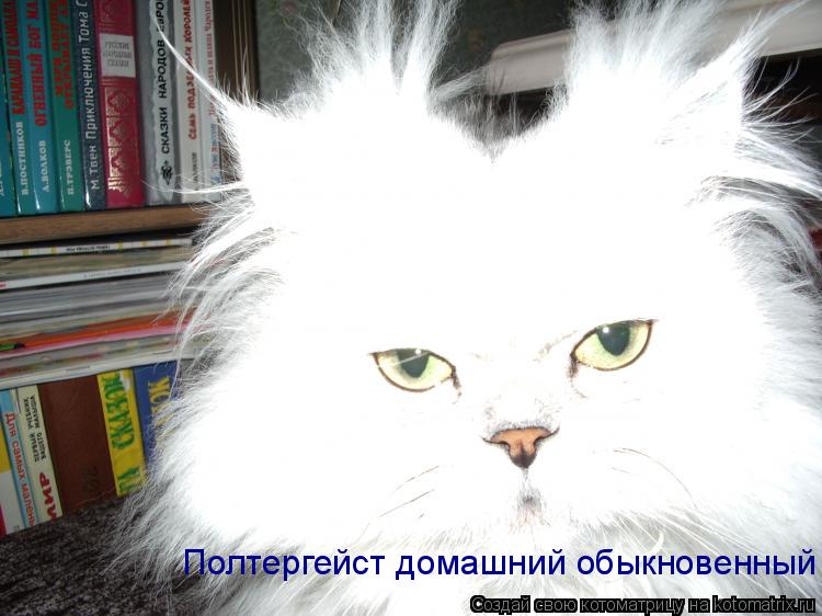 Полтергейст домашний обыкновенный... Котоматрица: Полтергейст домашний обыкновенный