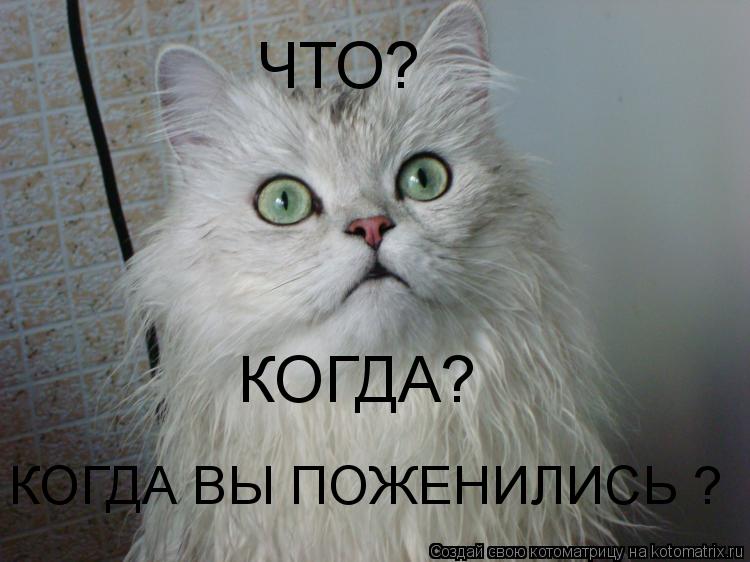 ЧТО? КОГДА? КОГДА ВЫ ПОЖЕНИЛИСЬ ?... Котоматрица: ЧТО? КОГДА? КОГДА ВЫ ПОЖЕНИЛИСЬ ?