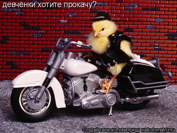 девчёнки хотите прокачу?... Котоматрица: девчёнки хотите прокачу?