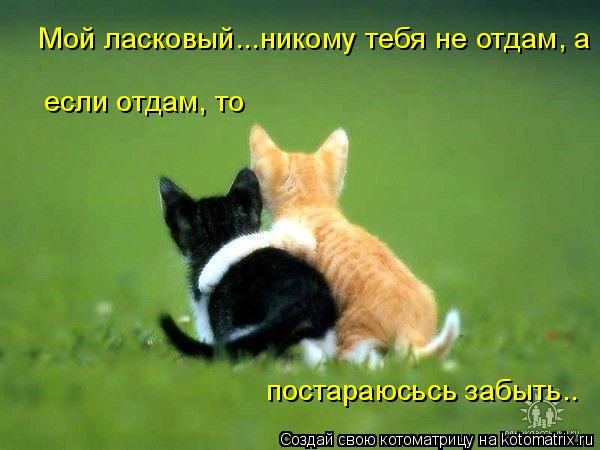 Мой ласковый... Мой ласковый...никому тебя не отдам, а если отдам, то постараюсь забыть.. постараюсьс... Котоматрица: Мой ласковый... Мой ласковый...никому тебя не отдам, а если отдам, то постараюсь забыть.. постараюсьсь забыть.. если отдам, то