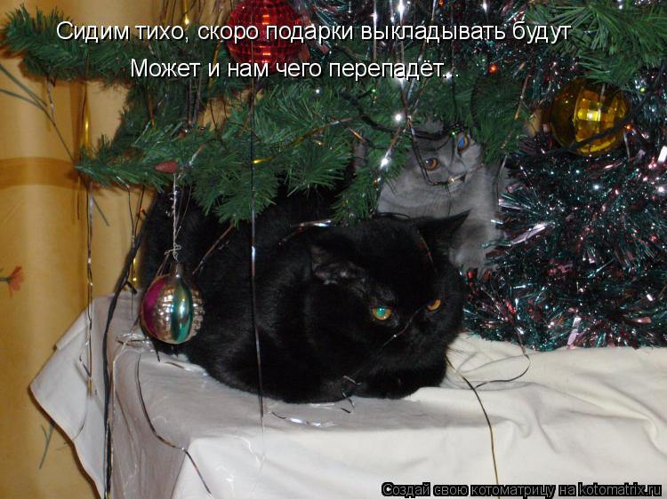 Сидим тихо, скоро подарки выкладывать будут Может и нам чего перепадёт...... Котоматрица: Сидим тихо, скоро подарки выкладывать будут Может и нам чего перепадёт...