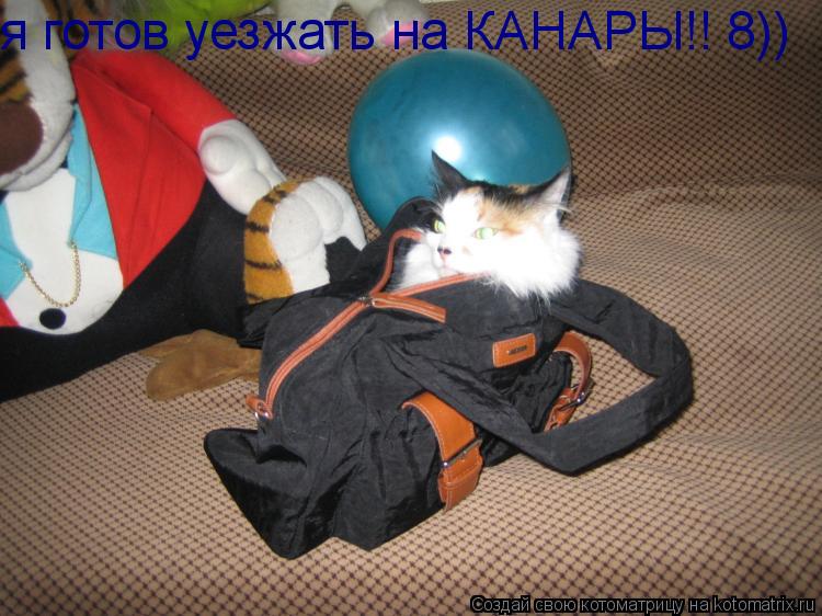 я готов уезжать на КАНАРЫ!! 8))... Котоматрица: я готов уезжать на КАНАРЫ!! 8))