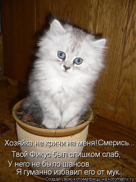 У него не было шансов. Я гуманно избавил его от мук... Хозяйка,не кричи на меня! Твой Фикус был сли... Котоматрица: У него не было шансов. Я гуманно избавил его от мук... Хозяйка,не кричи на меня! Твой Фикус был слишком слаб, Смерись...