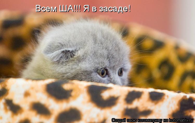 Всем ША!!! Я в засаде!... Котоматрица: Всем ША!!! Я в засаде!