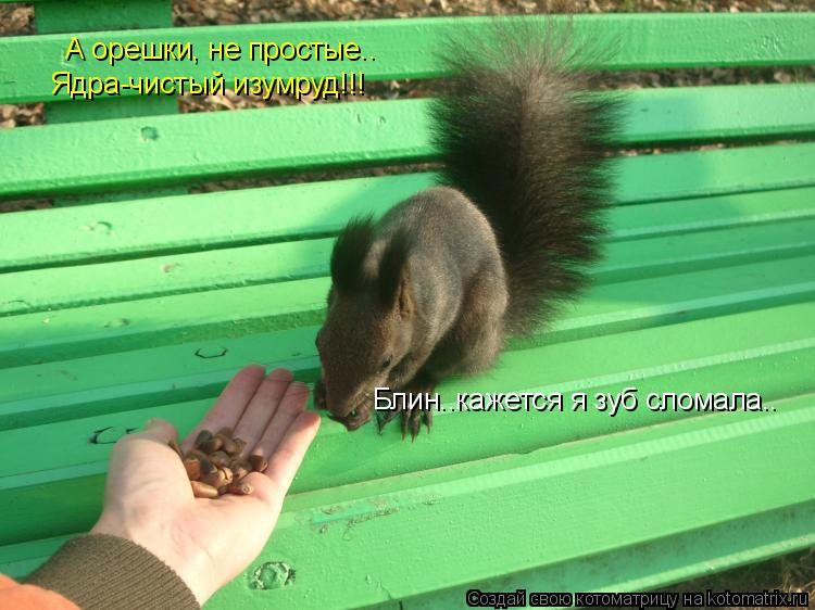 А орешки, не простые.. Ядра-чистый изумруд!!! Блин..кажется я зуб сломала..... Котоматрица: А орешки, не простые.. Ядра-чистый изумруд!!! Блин..кажется я зуб сломала..