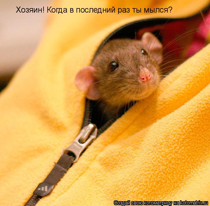 Хозяин! Когда в последний раз ты мылся?... Котоматрица: Хозяин! Когда в последний раз ты мылся?