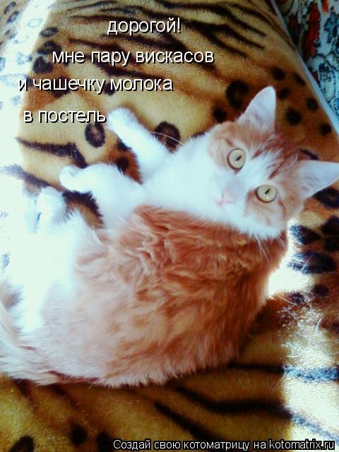 дорогой! мне пару вискасов и чашечку молока в постель... Котоматрица: дорогой! мне пару вискасов и чашечку молока в постель