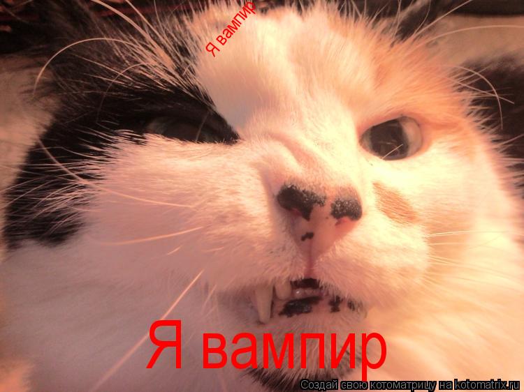 Я вампир Я вампир... Котоматрица: Я вампир Я вампир